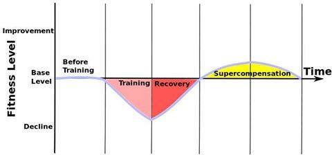 Supercompensation in sports